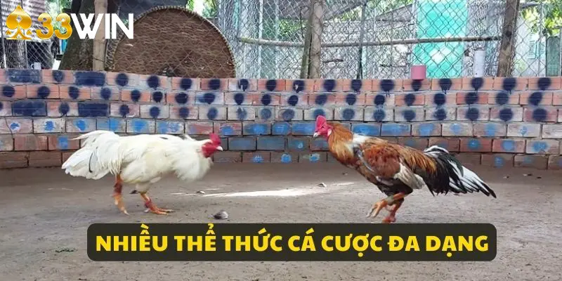 Đa dạng kèo cược tại đá gà trực tiếp C2